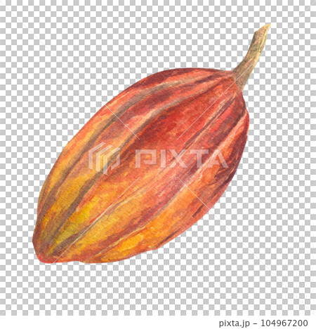 Watercolor illustration of red cocoa fruit . Isolated hand drawn illustration. Suitable for packaging design, menu 104967200