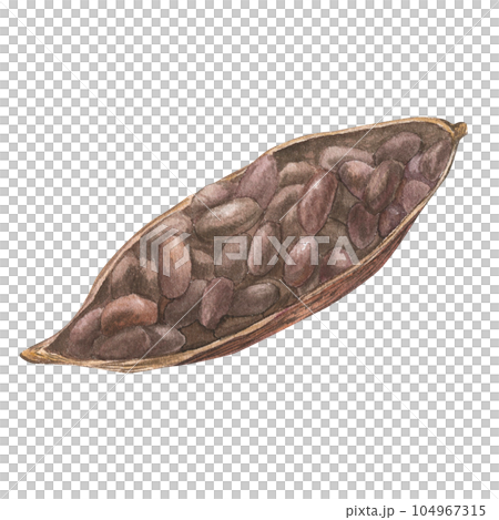 Watercolor illustration of cut dried cocoa fruit filled with cocoa seeds. Isolated hand drawn illustration. Suitable for packaging design, menu 104967315