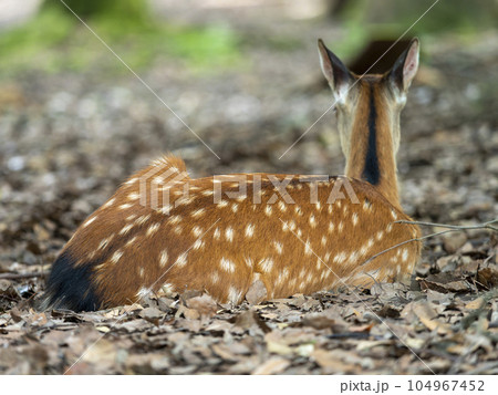 モチモチぽんた　日本鹿の夏毛 鹿の子模様が出た夏毛の鹿の写真素材 [104967452] - PIXTA