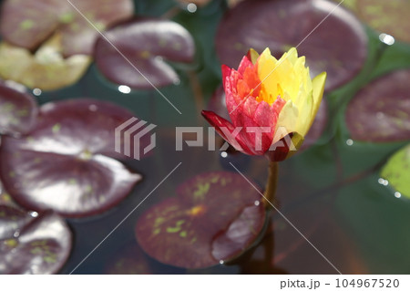 草津市立水生植物公園みずの森【珍しい二色のワンビサ】／ 滋賀県草津市 104967520