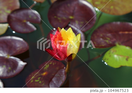 草津市立水生植物公園みずの森【珍しい二色のワンビサ】／ 滋賀県草津市 104967523