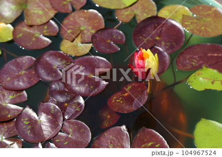 草津市立水生植物公園みずの森【珍しい二色のワンビサ】／ 滋賀県草津市 104967524