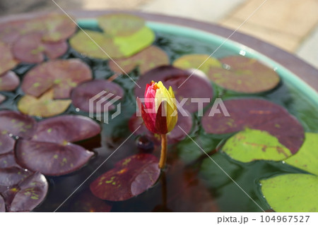 草津市立水生植物公園みずの森【珍しい二色のワンビサ】／ 滋賀県草津市 104967527