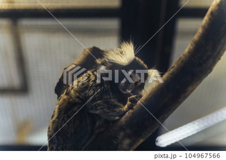 手のひらサイズのお猿さん 104967566