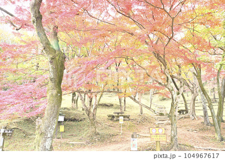 霞間ヶ渓の紅葉 104967617