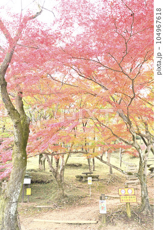 霞間ヶ渓の紅葉 104967618