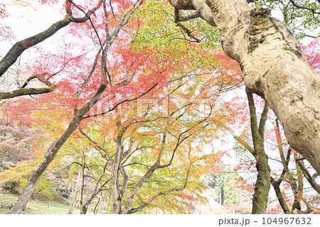 霞間ヶ渓の紅葉 霞間ヶ渓の紅葉 104967632