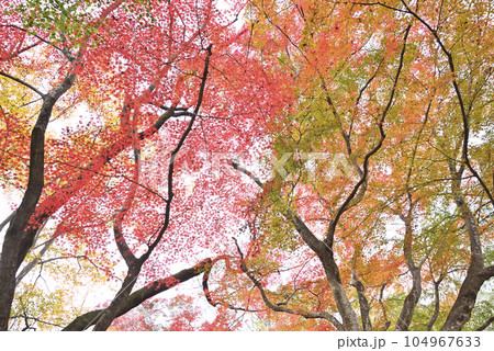 霞間ヶ渓の紅葉 霞間ヶ渓の紅葉 104967633