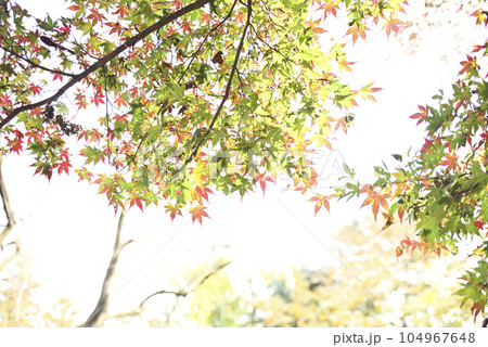 霞間ヶ渓の紅葉 霞間ヶ渓の紅葉 104967648
