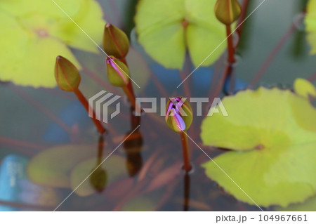 草津市立水生植物公園みずの森【スイレン】／ 滋賀県草津市 104967661