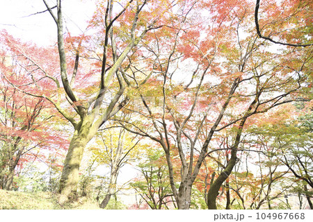 霞間ヶ渓の紅葉 104967668