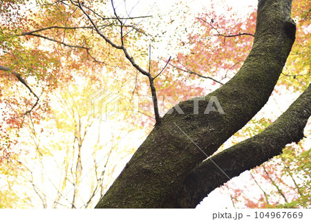 霞間ヶ渓の紅葉 霞間ヶ渓の紅葉 104967669