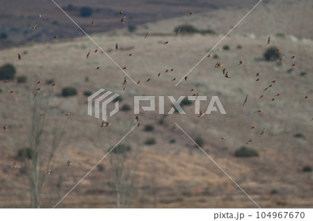 Birds in flight. Birds in flight. 104967670