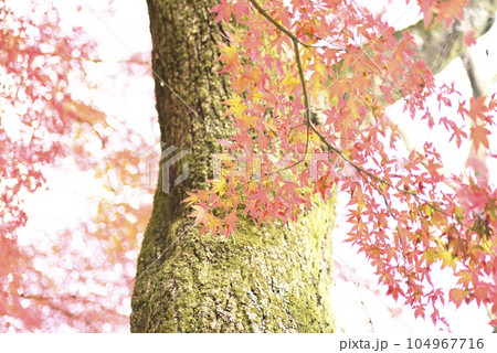霞間ヶ渓の紅葉 霞間ヶ渓の紅葉 104967716