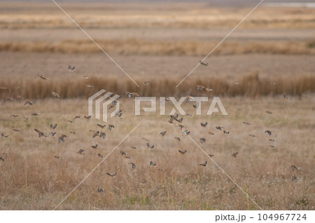 Birds in flight. Birds in flight. 104967724