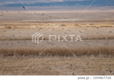 Birds in flight. Birds in flight. 104967726