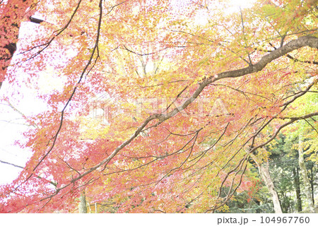 霞間ヶ渓の紅葉 霞間ヶ渓の紅葉 104967760