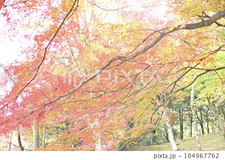 霞間ヶ渓の紅葉 霞間ヶ渓の紅葉 104967762
