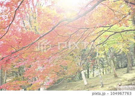 霞間ヶ渓の紅葉 104967763