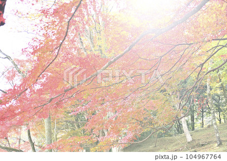 霞間ヶ渓の紅葉 霞間ヶ渓の紅葉 104967764