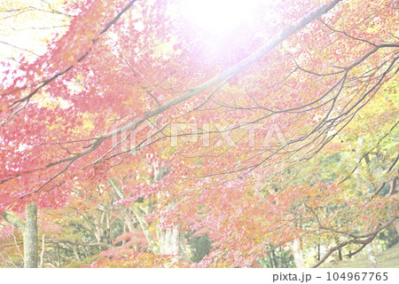 霞間ヶ渓の紅葉 霞間ヶ渓の紅葉 104967765