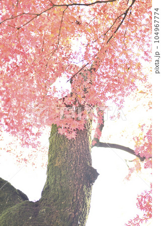 霞間ヶ渓の紅葉 霞間ヶ渓の紅葉 104967774