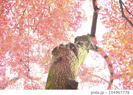 霞間ヶ渓の紅葉 霞間ヶ渓の紅葉 104967776