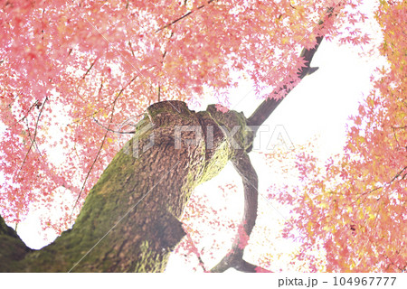 霞間ヶ渓の紅葉 104967777