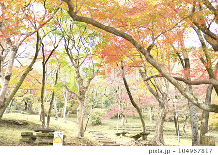 霞間ヶ渓の紅葉 霞間ヶ渓の紅葉 104967817