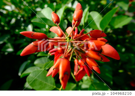 鮮やかな夏の花 鮮やかな夏の花 104968210