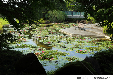 草津市立水生植物公園みずの森【スイレン池とベンチ】／ 滋賀県草津市 104968327
