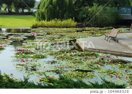 草津市立水生植物公園みずの森【スイレン池とベンチ】／ 滋賀県草津市 104968329