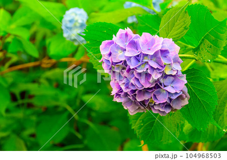 紫陽花（豊平公園）_9183 104968503