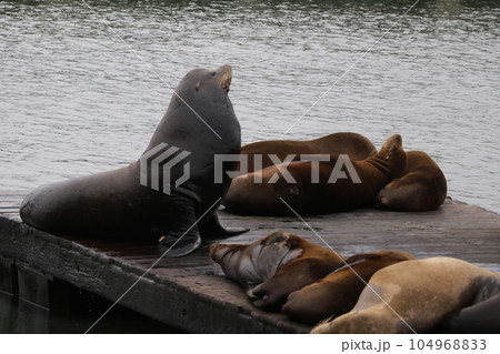 Navy seals lie on a wooden pier. 104968833