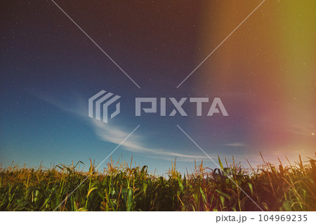 Night Starry Sky Above corn Field maize Plantation. Glowing Stars Above Rural Landscape. Colorful flare on sky. Agricultural Landscape under Starry Sky. Colored bright spots of light glow in the sky Night Starry Sky Above corn Field maize Plantation. Glowing Stars Above Rural Landscape. Colorful flare on sky. Agricultural Landscape under Starry Sky. Colored bright spots of light glow in the sky 104969235