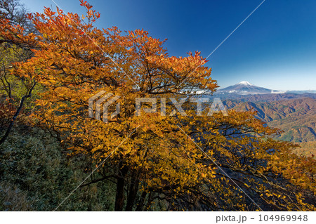 丹沢山地・檜洞丸稜線のツツジの紅葉と富士山 104969948