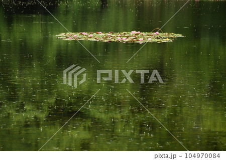 緑の湖面に浮ぶ睡蓮の花 緑の湖面に浮ぶ睡蓮の花 104970084