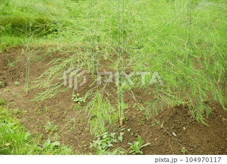 Asparagus farm blooming close-up vegetable bio flower blossom Asparagus officinalis soil garden sparrow grass bloom harvest farmer farming fresh agricultural farm harvesting leaf food plant Europe 104970117