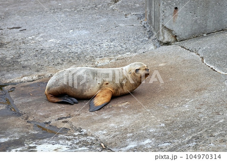 トドの赤ちゃん（おたる水族館） 104970314