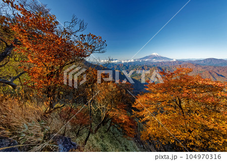 丹沢山地・檜洞丸稜線のツツジの紅葉と富士山 丹沢山地・檜洞丸稜線のツツジの紅葉と富士山 104970316
