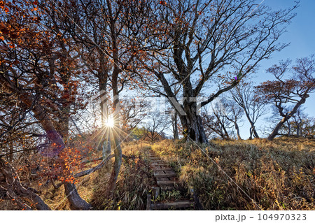 西丹沢・檜洞丸稜線のブナの黄葉 104970323