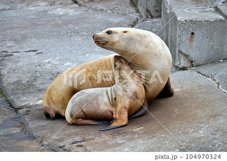 おたる水族館　トドの親子 104970324