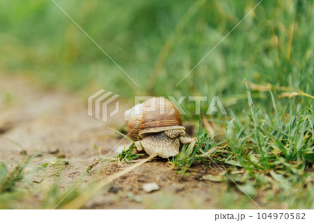 Snail crawling along a path next to wet grass. Close up of the snail taken from side view. 104970582