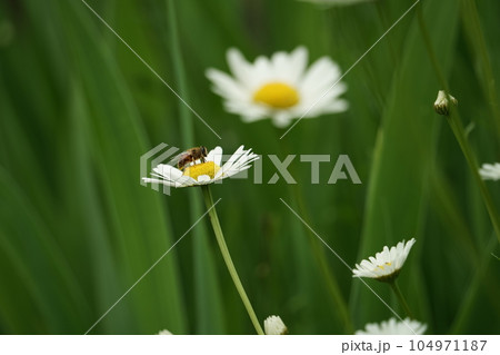 花の蜜を吸うミツバチ 104971187
