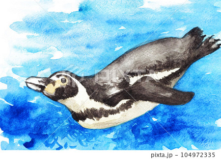 水彩で描いた泳ぐガラパゴスペンギン23715pix7 104972335