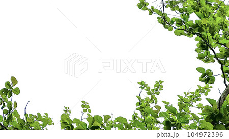 Look up view tree leaves with with clipping paths on white copy space background 104972396