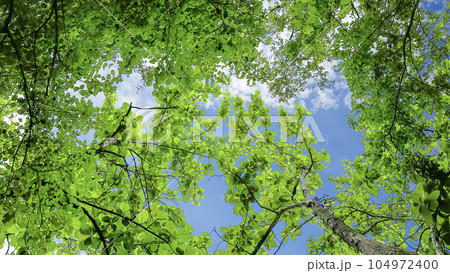 Look up view tree leaves with with clipping paths on white copy space background 104972400