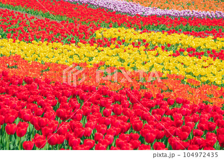 春の木曽三川公園センター、満開のチューリップ〈岐阜県海津市〉 104972435