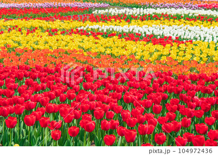 春の木曽三川公園センター、満開のチューリップ〈岐阜県海津市〉 春の木曽三川公園センター、満開のチューリップ〈岐阜県海津市〉 104972436