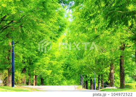 新緑の道（広島県広島市安芸区） 104972522